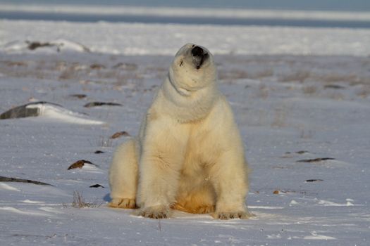 A polar bear, Ursus maritumus, sitting on snow among rocks and staring ahead, near Hudson Bay, Churchill, Manitoba, Canada