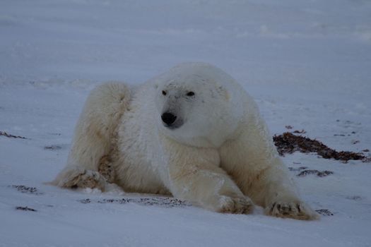 A polar bear or Ursus maritumus lying down with paws stretched out on snow, near Churchill, Manitoba Canada