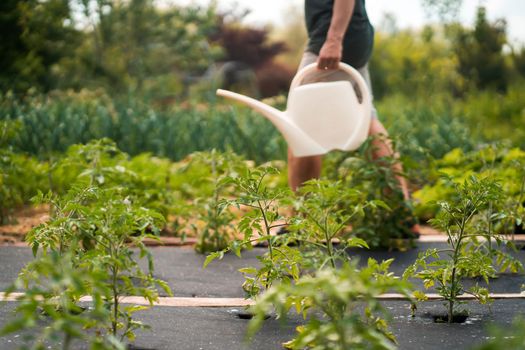 A man waters growing vegetables with a watering can in his garden, a farmer takes care of the plants in the yard, grows and cultivates using organic.