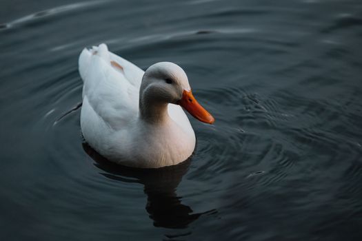 A Beautiful White Duck is Swimming on the Calm Waters of the Lake at Sunset