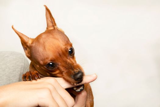 An angry dog bites a child's finger on a light background. The muzzle of an aggressive dog.
