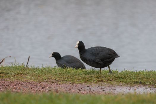 Coot bird walking on a ground near the lake in the park. Small water bird walking in the park