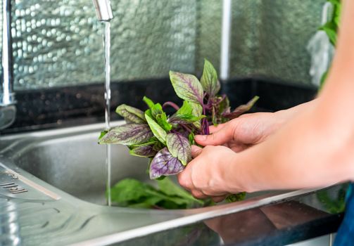 Girl washes fresh basil over the sink, hands and greenery close-up