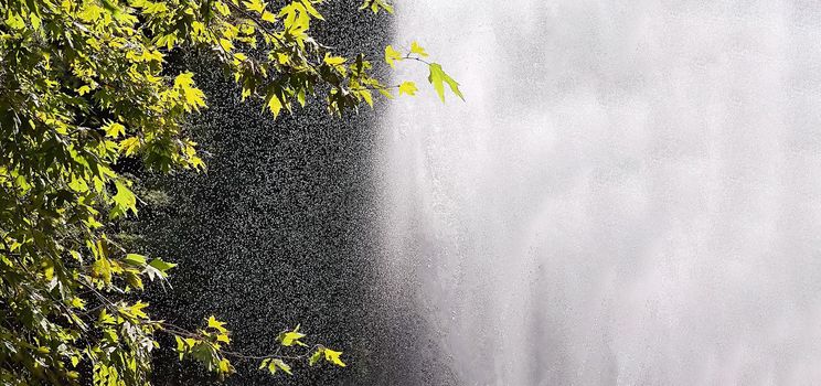 Natural background of green foliage in rays of sun against background of water splashes of waterfall. Banner, copy space