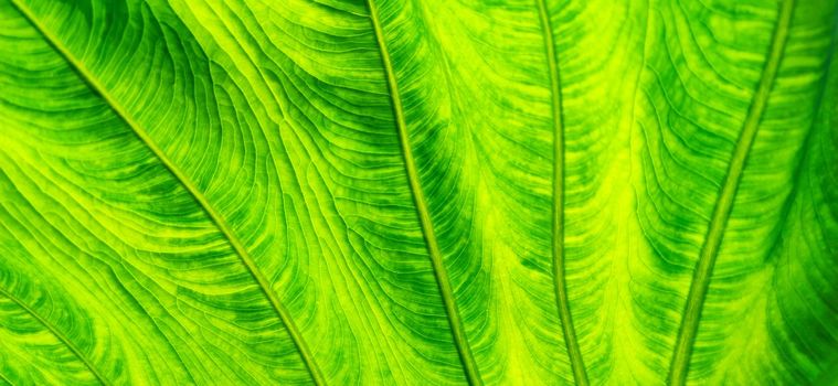 Texture of bright green leaf in background light. Flat exotic texture of plant, close-up. Horizontal frame