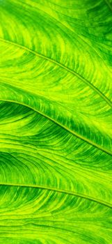 Background of bright green leaf in background light. Flat exotic texture of plant, close-up. Vertical frame