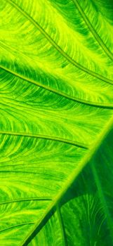 Structure of bright green leaf in background light. Flat exotic texture of plant, close-up. Vertical frame