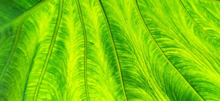 Texture of green leaf in background light. Flat exotic texture of plant, close-up. Horizontal frame, banner