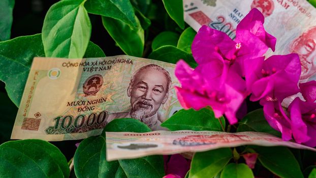 Vietnamese money currency 200 000 and 10 000 dong banknote flower symbol of income grows prosperous.
