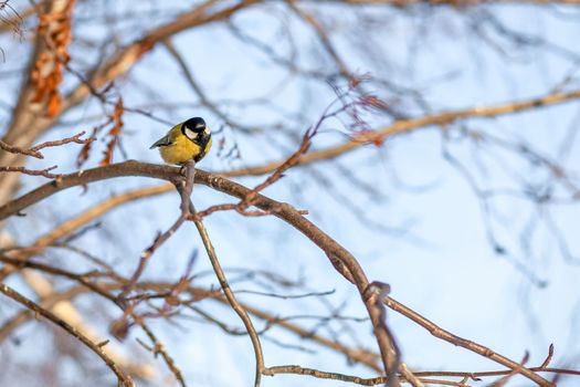 A beautiful little titmouse sits on a branch in winter and flies for food. Other birds are also sitting on the branches. Sparrows and titmice on a branch near the feeder