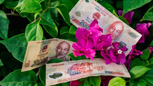 Vietnamese money currency 200 000 and 10 000 dong banknote flower symbol of income grows prosperous.