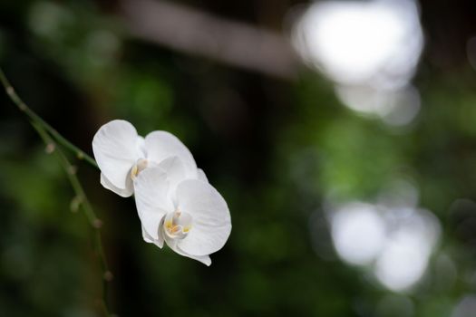 Beautiful white petals of an orchid flower on a dark background in a greenhouse. Growing orchid flowers. Empty space for text.