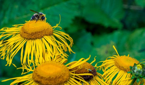 bumblebee collecting nectar from a beautiful flower. High quality photo