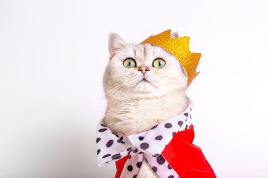 A cute white cat in a golden crown and a red robe sitting on a white background. To close. Copy space