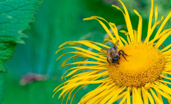 bumblebee collecting nectar from a beautiful flower. High quality photo