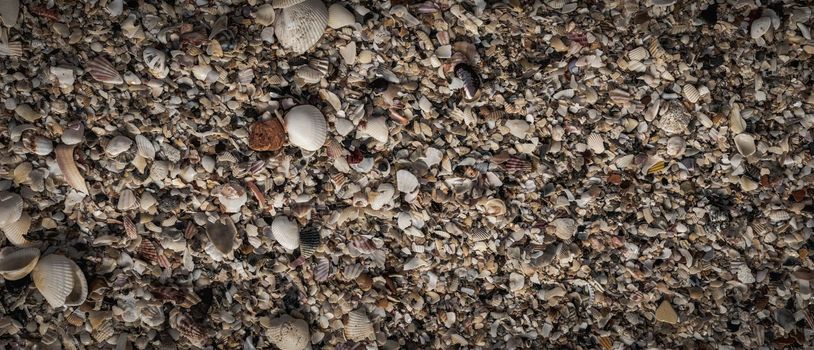 Close-up seashells on beach sand summer day. Abstract ocean background pattern collection.