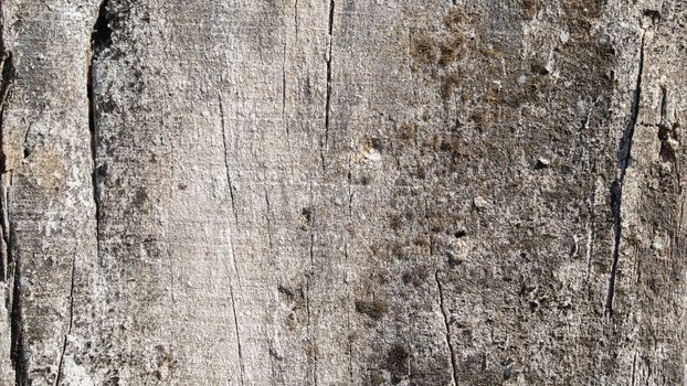 Old wood, wooden board texture. High quality photo