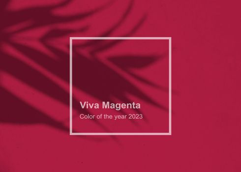 Shadow leaf dypsis on Viva Magenta color wall. Viva Magenta color of the year 2023. Monochrome background. High quality photo