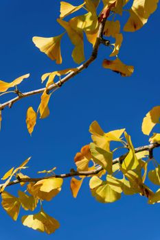 Ginkgo tree branches with autumn yellow leaves against a bright blue sky