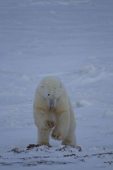 Polar Bear or Ursus Maritimus jumping down and hunting for food, near Hudson Bay, Churchill, Manitoba, Canada