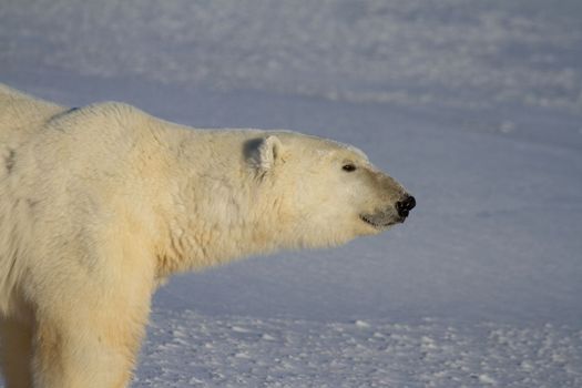 Close-up of a polar bear walking on snow on a sunny day , near Churchill, Manitoba Canada