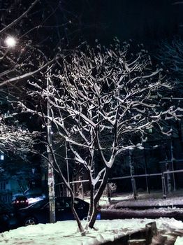 beautiful snow-covered tree in the evening light of a street lamp.