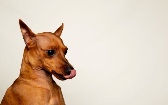A dog with its tongues hanging out. Portrait of a small dog on a light background.