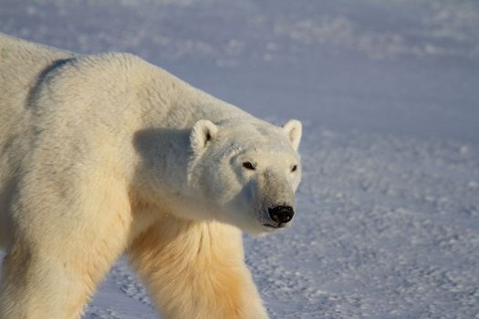 Closeup of a polar bear walking on snow on a sunny day, near Churchill, Manitoba Canada
