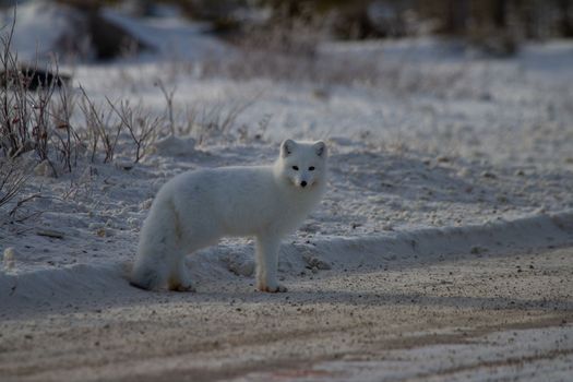Arctic fox or Vulpes Lagopus standing on the side of a gravel road near Churchill, Manitoba, Canada