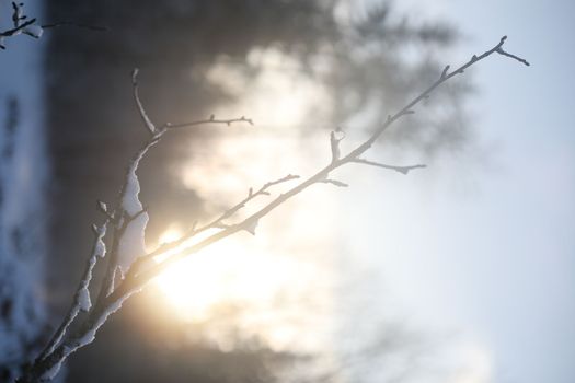 Top branches covered with snow against sunny sky, frozen trees in the forest sky background, winter background