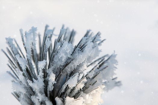 Pine branch covered with snow. Christmas natural background. Fluffy snow on pine branches. Pine with long beautiful needles. Pine branches covered with frost