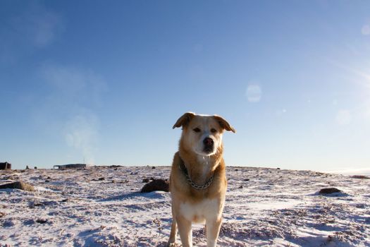 A yellow Labrador dog standing on snow in a cold arctic landscape, near Arviat, Nunavut Canada