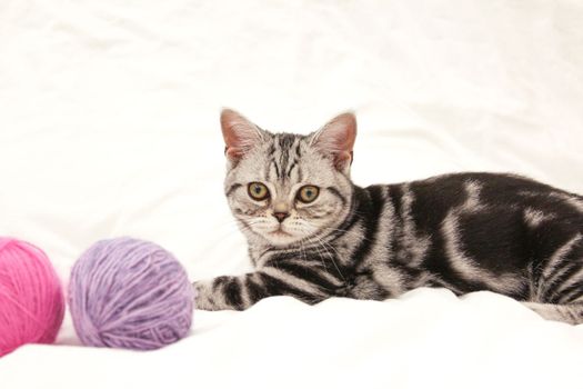 Striped cat playing with pink and purple balls skeins of thread on the bed.