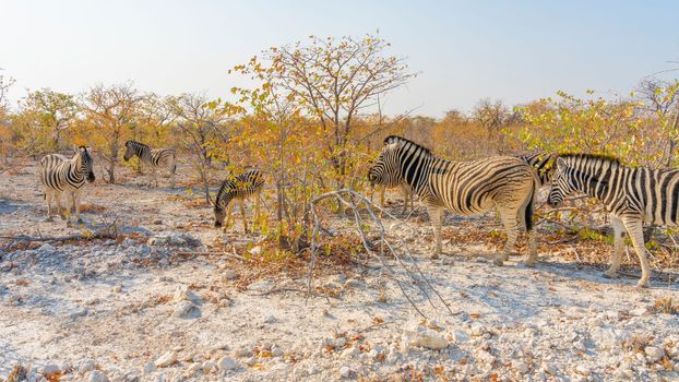 Wild zebras in the Etosha National Park in Namibia, Africa.