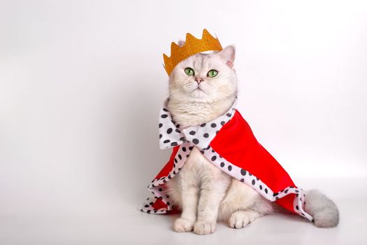 A luxurious white cat in a golden crown and a red robe, sitting on a white background. Copy space
