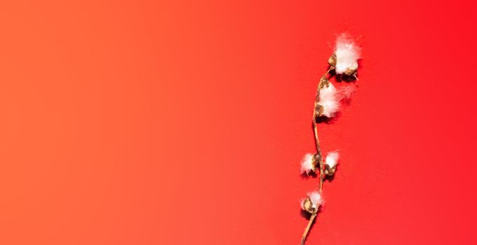 Poplar fluff worm on red background, minimalism abstract natural pattern. banner with copy space. High quality photo