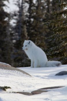 Arctic fox or Vulpes Lagopus ready for the next hunt while sitting on snow near Churchill, Manitoba, Canada