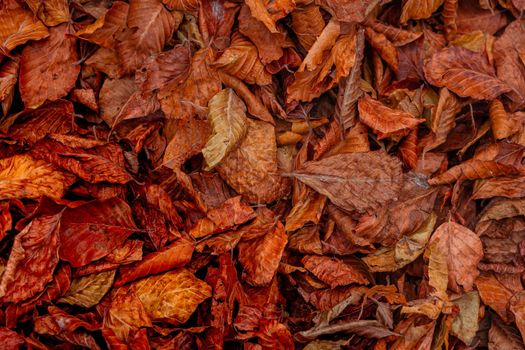 Close up of red leaves in autumn at Colle del Melogno in Liguria, Italy. Foliage.