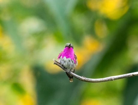 Wine throated hummingbird perched on a tree in Guatemala