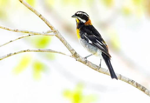 Western spindalis perched on a tree in the Bahamas