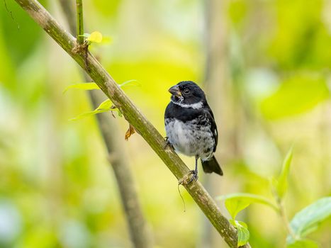 Variable seedeater perched on a tree in Panama