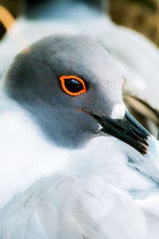 Swallow tailed gull showing off its eye makeup in Galapagos