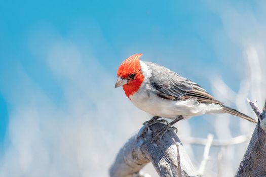 Red crested cardinal perched on a tree in Hawaii