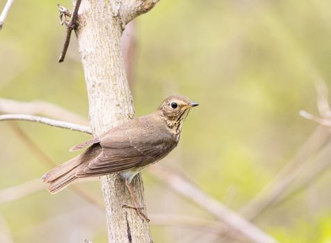 Swainsons trush perched on a tree in Michigan