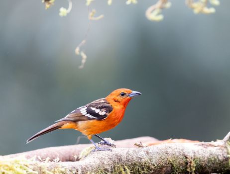 Flame colored tanager perched on a tree in Costa Rica