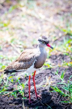 Crowned lapwing foraging for food in the savanna of Africa