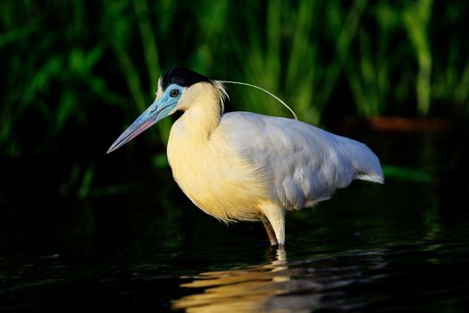 Capped heron wading through the Amazon river in Peru