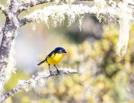 Black Cheeked Mountain Tanager perched on a tree in Colombia