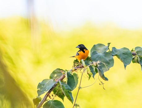 Baltimore Oriole perched on a tree in El Salvador