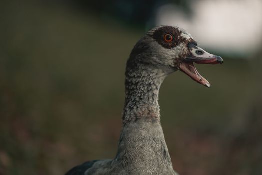 Portrait of Beautiful funny nile goose. Beautiful Egyptian goose